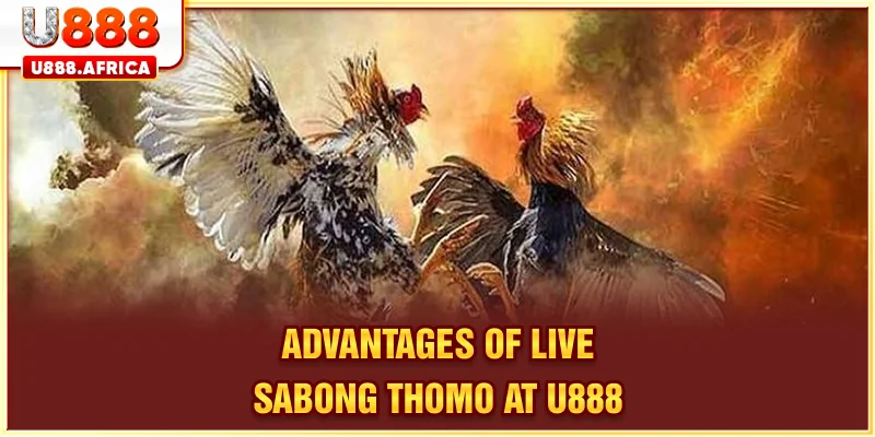 Advantages of Live Sabong Thomo at U888