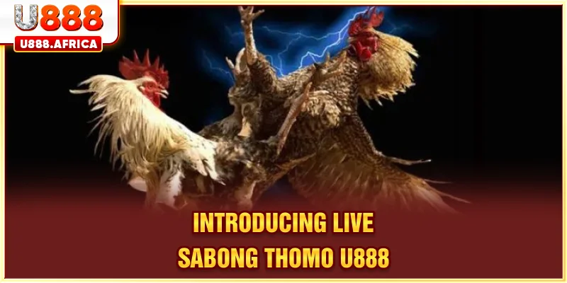 Introducing Live Sabong Thomo U888