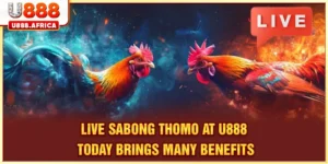 Live Sabong Thomo
