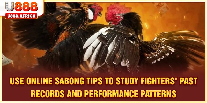 Analyze fighter history and performance trends with online sabong tips