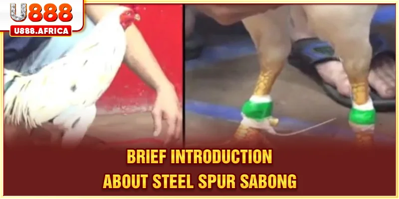Brief introduction about Steel-Spur Sabong