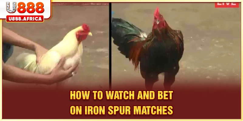 How to watch and bet on iron spur matches