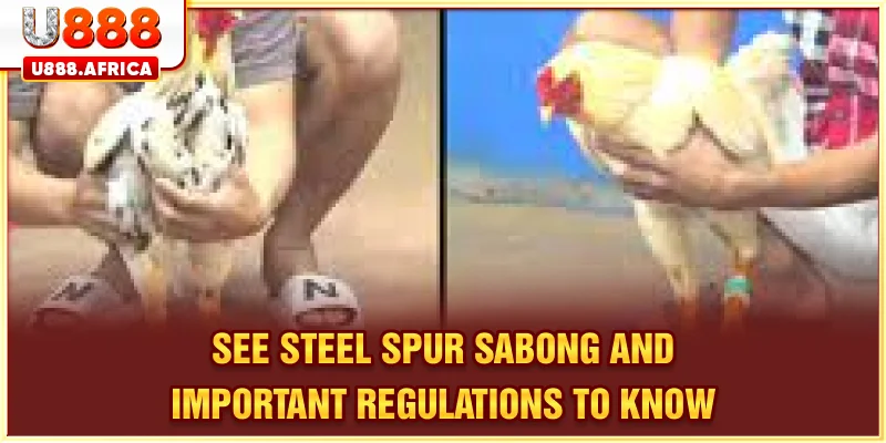 See Steel-Spur Sabong and important regulations to know